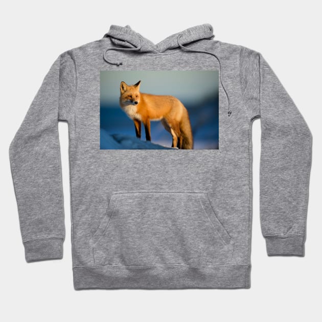 For Fox Sake Hoodie by BrazoocaArt